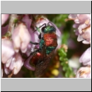 Hedychrum nobile - Sand-Goldwespe 13.jpg